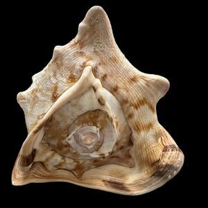 King Helmet Horned Conch Shell Blowing Horn 8”